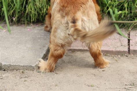 犬 勃起|犬の赤チンは、子孫を残すための生理現象。